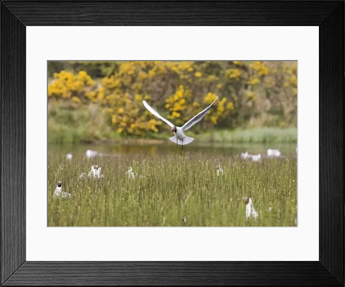 Framed Print : Black headed gull – in flight – over nesting colony West Wales UK 004382 Framed Print : Black headed gull – in flight – over nesting colony West Wales UK 004382