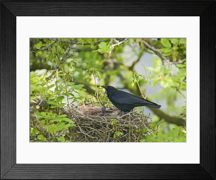 Framed Print : Carrion crow – at nest West Wales UK 004417 Framed Print : Carrion crow – at nest West Wales UK 004417