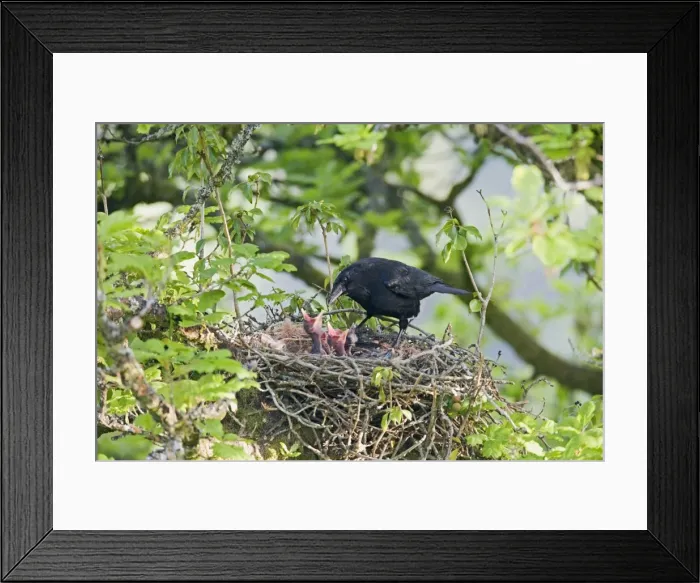 Framed Print : Carrion crow – at nest – feeding young West Wales UK 004426 Framed Print : Carrion crow – at nest – feeding young West Wales UK 004426