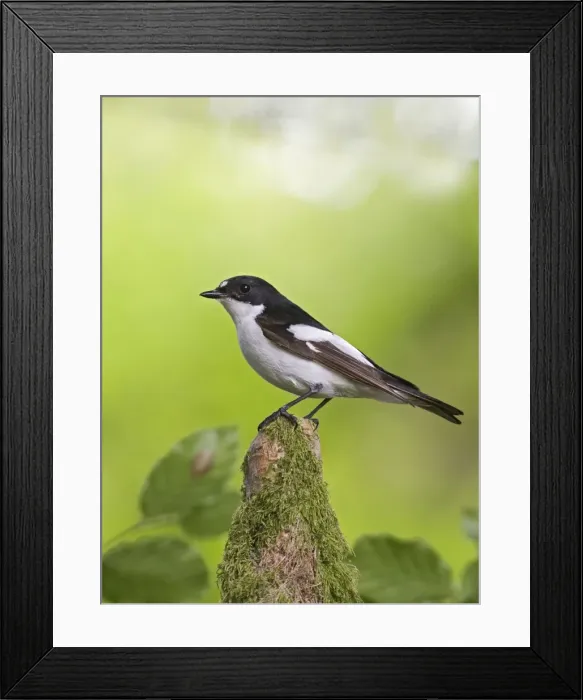 Framed Print : Pied Flycatcher – male near nest – side view West Wales UK 004681 Framed Print : Pied Flycatcher – male near nest – side view West Wales UK 004681