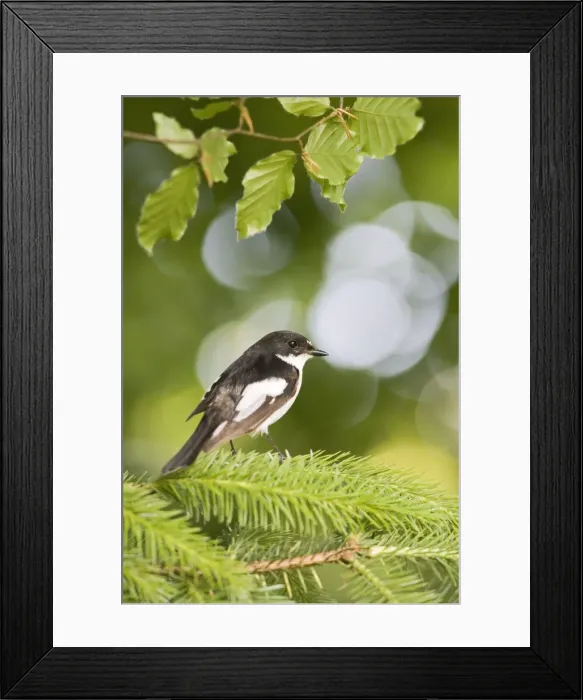 Framed Print : Pied flycatcher – male near nest – side view West Wales UK 004690 Framed Print : Pied flycatcher – male near nest – side view West Wales UK 004690