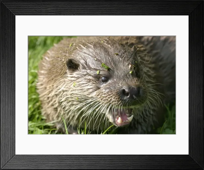 Framed Print : Otter close up of head - snarling Framed Print : Otter close up of head - snarling
