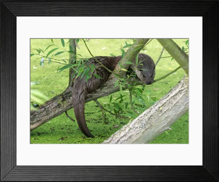 Framed Print : Otter sitting in willow tree, norfolk, UK Framed Print : Otter sitting in willow tree, norfolk, UK