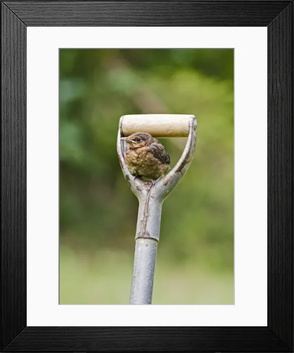 Framed Print : Blackbird – youngster on garden fork Bedfordshire UK 004887 Framed Print : Blackbird – youngster on garden fork Bedfordshire UK 004887
