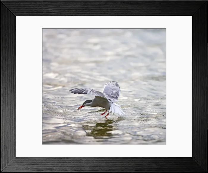Framed Print : Common tern fishing at sunset Bedfordshire UK 005032 Framed Print : Common tern fishing at sunset Bedfordshire UK 005032