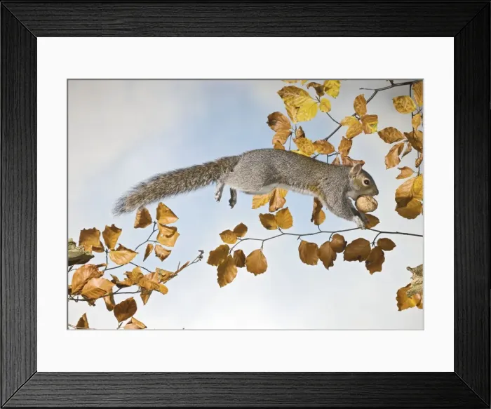 Framed Print : Grey squirrel - jumping with walnut side view UK 005337 Framed Print : Grey squirrel - jumping with walnut side view UK 005337
