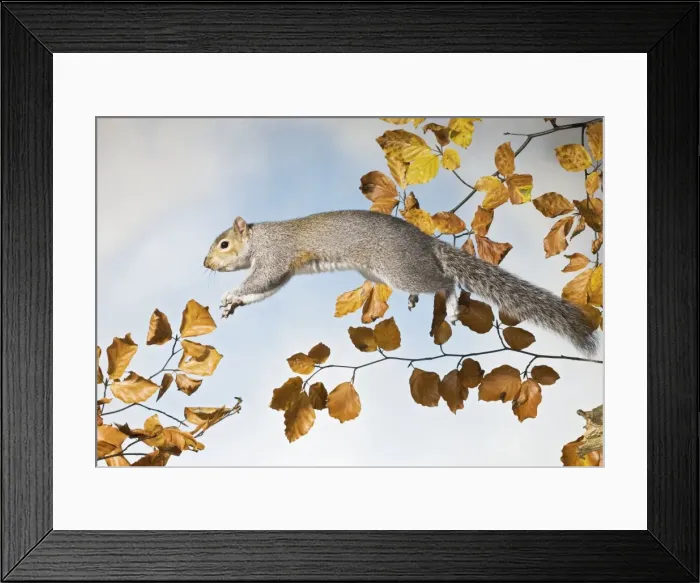 Framed Print : Grey squirrel - jumping side view UK 005339 Framed Print : Grey squirrel - jumping side view UK 005339
