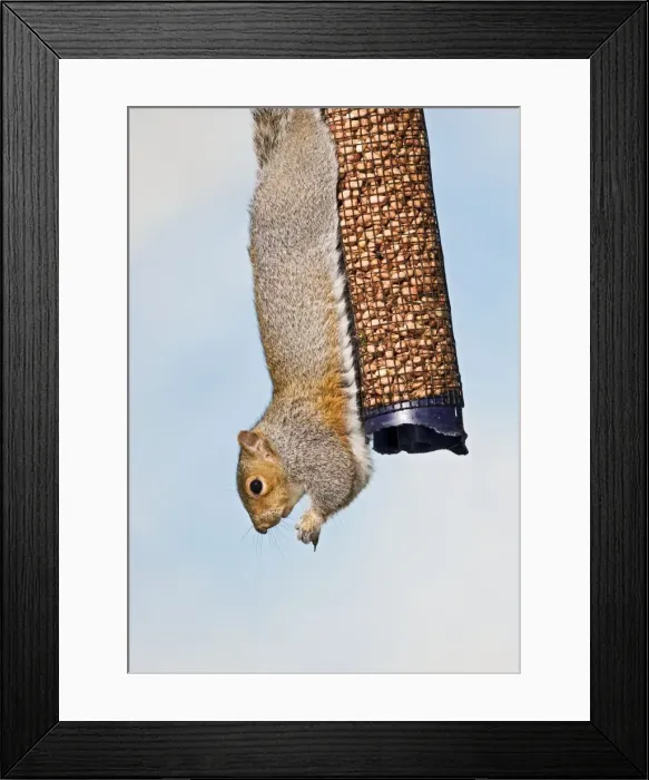 Framed Print : Grey squirrel - on peanut feeder UK 005369 Framed Print : Grey squirrel - on peanut feeder UK 005369