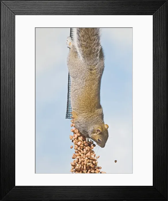 Framed Print : Grey squirrel - empties peanut feeder UK 005370 Framed Print : Grey squirrel - empties peanut feeder UK 005370