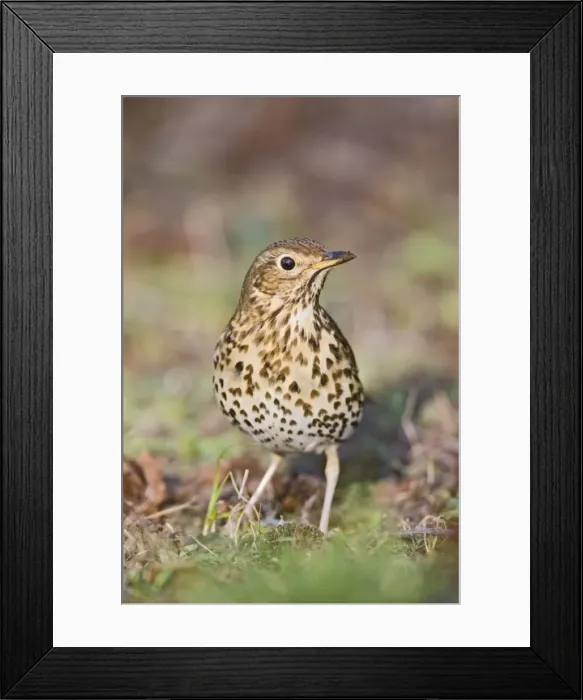 Framed Print : Song thrush - on grass front view West Wales UK 005390 Framed Print : Song thrush - on grass front view West Wales UK 005390