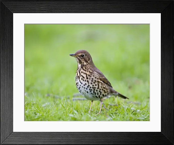 Framed Print : Song thrush - on grass three quarter view West Wales UK 005408 Framed Print : Song thrush - on grass three quarter view West Wales UK 005408