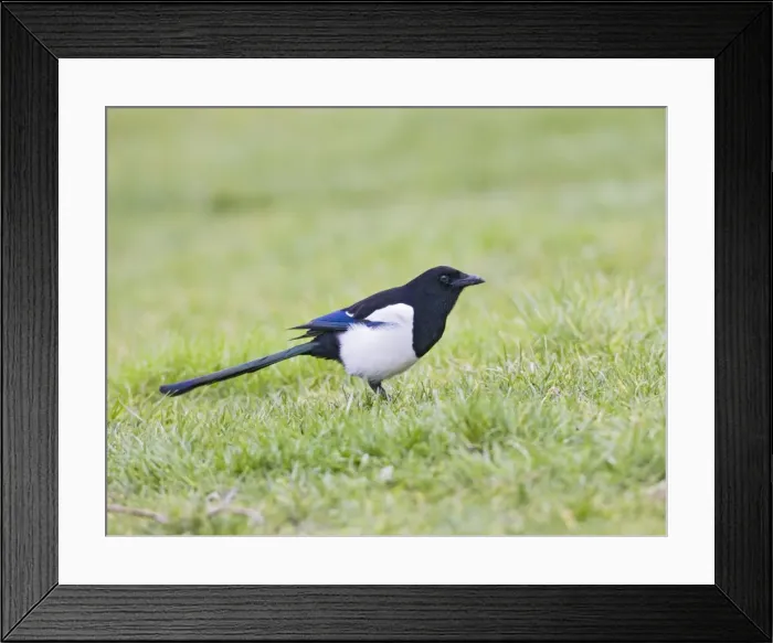 Framed Print : Magpie - on grass side view West Wales UK 005405 Framed Print : Magpie - on grass side view West Wales UK 005405