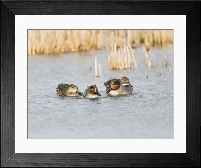 Framed Print : Teal - male and female in winter West Wales UK 005429 Framed Print : Teal - male and female in winter West Wales UK 005429