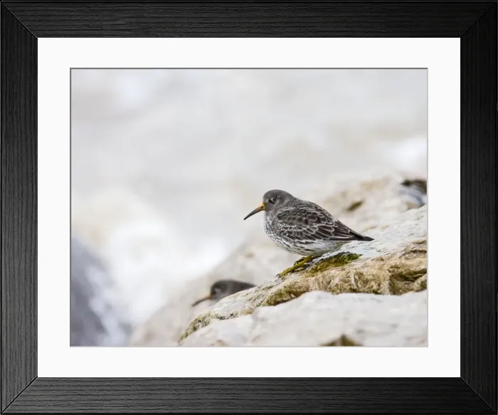 Framed Print : Purple sandpiper - waiting for the tide West Wales UK 005434 Framed Print : Purple sandpiper - waiting for the tide West Wales UK 005434