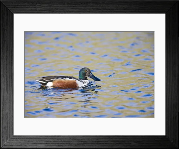 Framed Print : Shoveler - male - water Bedfordshire UK 005439 Framed Print : Shoveler - male - water Bedfordshire UK 005439