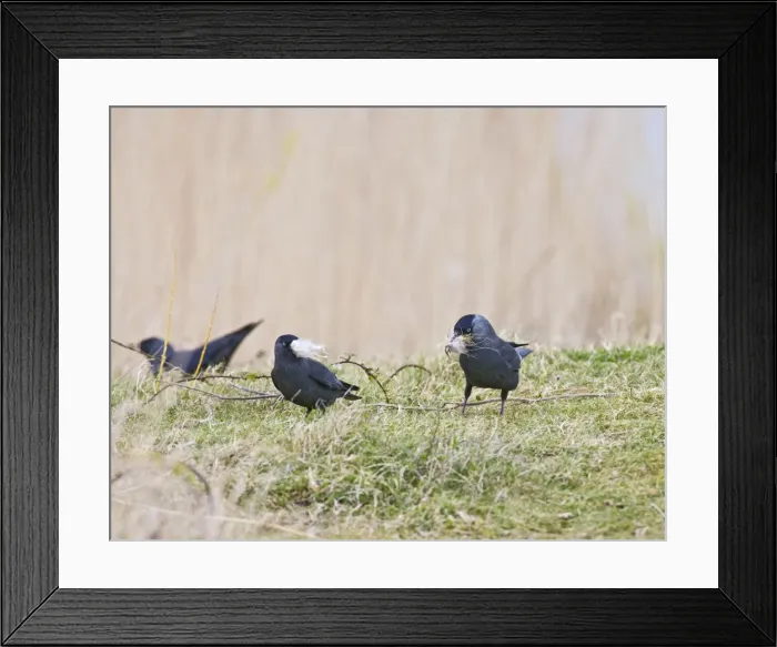 Framed Print : Jackdaws - gathering nest material North Wales UK 005464 Framed Print : Jackdaws - gathering nest material North Wales UK 005464