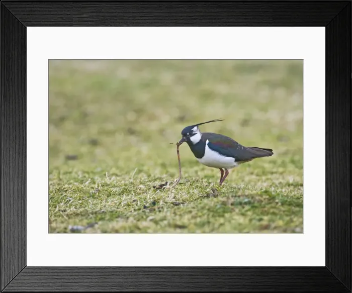 Framed Print : Lapwing / Peewit / Green Plover - Pulling worm North Wales UK 005470 Framed Print : Lapwing / Peewit / Green Plover - Pulling worm North Wales UK 005470