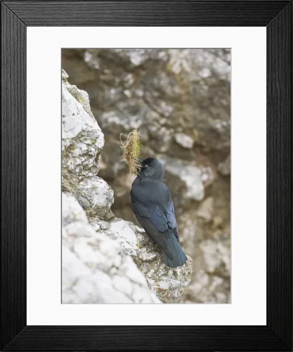 Framed Print : Jackdaw - with nest material at nest site North Wales UK 005482 Framed Print : Jackdaw - with nest material at nest site North Wales UK 005482