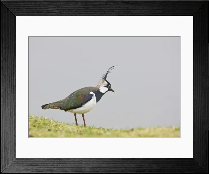 Framed Print : Lapwing / Peewit / Green Plover North Wales UK 005492 Framed Print : Lapwing / Peewit / Green Plover North Wales UK 005492