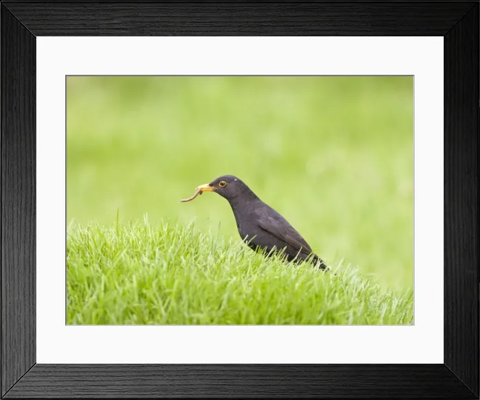 Framed Print : Blackbird - male on lawn with worm Bedfordshire UK 005519 Framed Print : Blackbird - male on lawn with worm Bedfordshire UK 005519