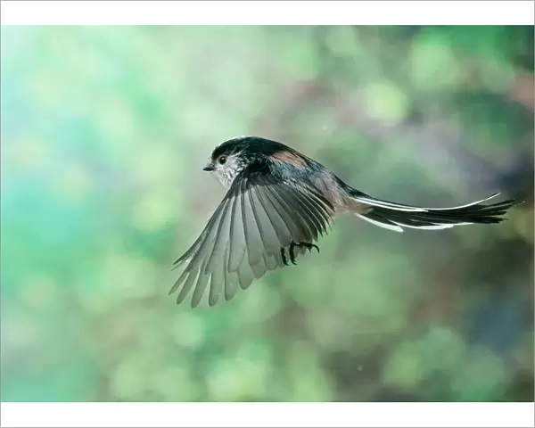 Long Tailed Tit - in flight