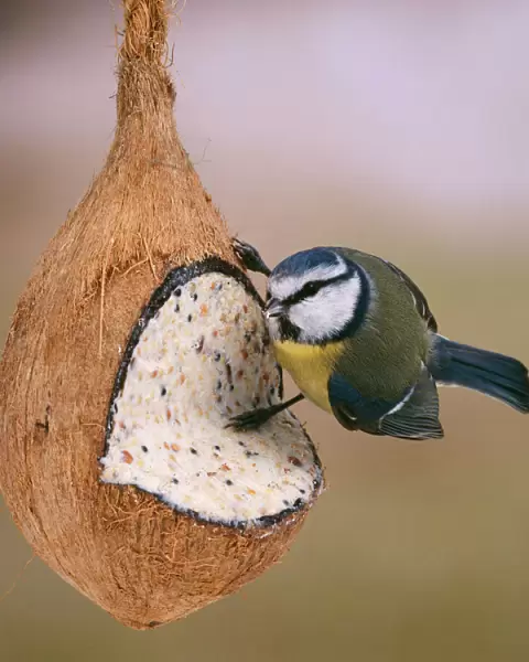 Blue Tit - on coconut filled with nut mixture