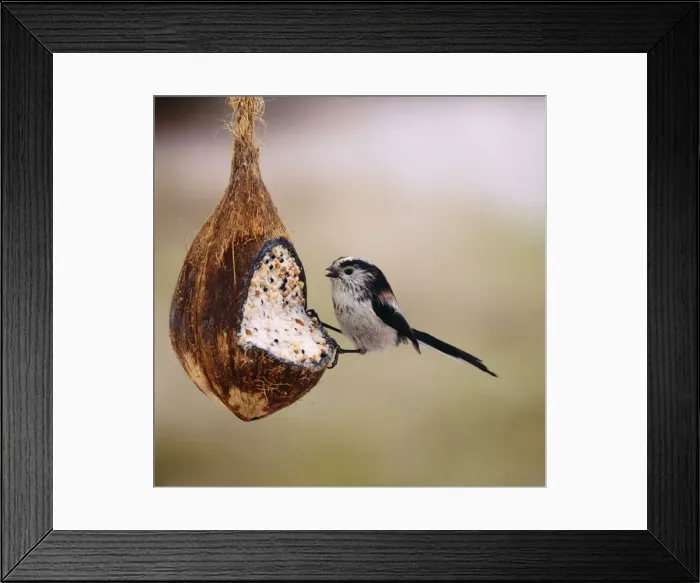 Framed Print : Long Tailed Tit - on coconut Framed Print : Long Tailed Tit - on coconut