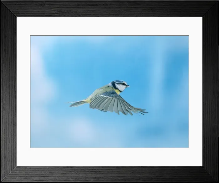 Framed Print : Blue Tit. BB-571. Blue Tit - in flight, wings outstretched Framed Print : Blue Tit. BB-571. Blue Tit - in flight, wings outstretched