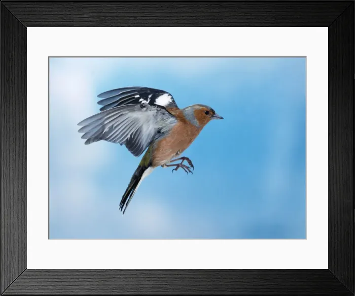 Framed Print : Chaffinch Male Framed Print : Chaffinch Male