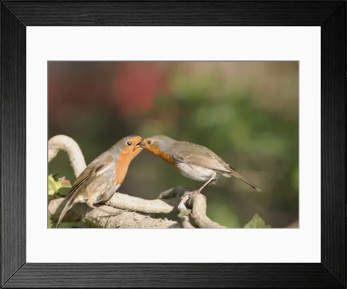Framed Print : Robin Male feeding female Framed Print : Robin Male feeding female