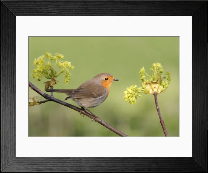 Framed Print : Robin With Sycamore flowers Framed Print : Robin With Sycamore flowers