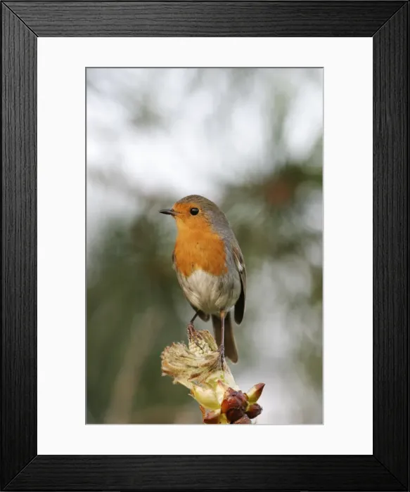 Framed Print : Robin Perched on horse chestnut bud Framed Print : Robin Perched on horse chestnut bud