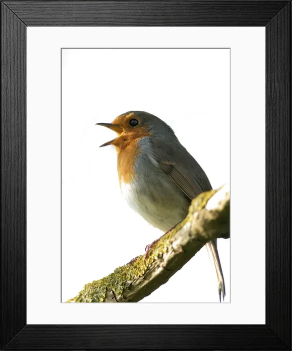 Framed Print : Robin Singing Framed Print : Robin Singing