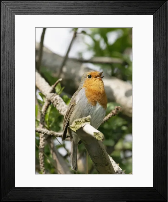 Framed Print : Robin Singing
