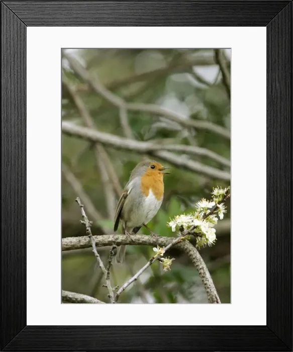 Framed Print : Robin Singing Framed Print : Robin Singing