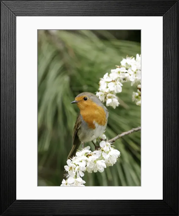 Framed Print : Robin On plum blossom Framed Print : Robin On plum blossom