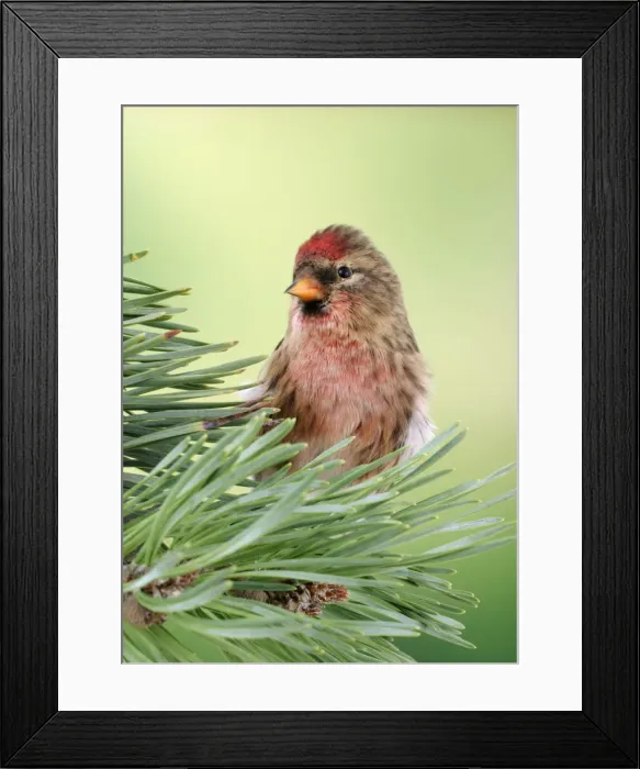 Framed Print : Lesser Redpoll Male on pine