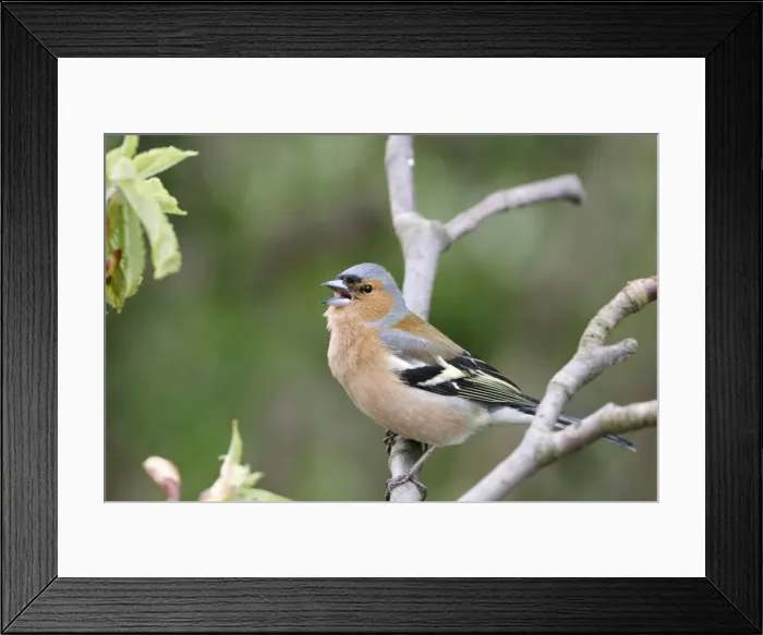 Framed Print : Chaffinch Male calling from horse chestnut twig Framed Print : Chaffinch Male calling from horse chestnut twig