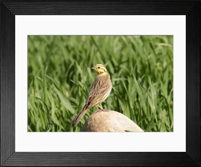 Framed Print : Yellowhammer Female perched on stone Framed Print : Yellowhammer Female perched on stone