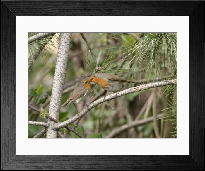 Framed Print : Robin Male feeding female Framed Print : Robin Male feeding female