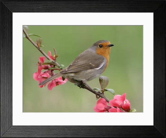 Framed Print : Robin Perched on japonica Framed Print : Robin Perched on japonica