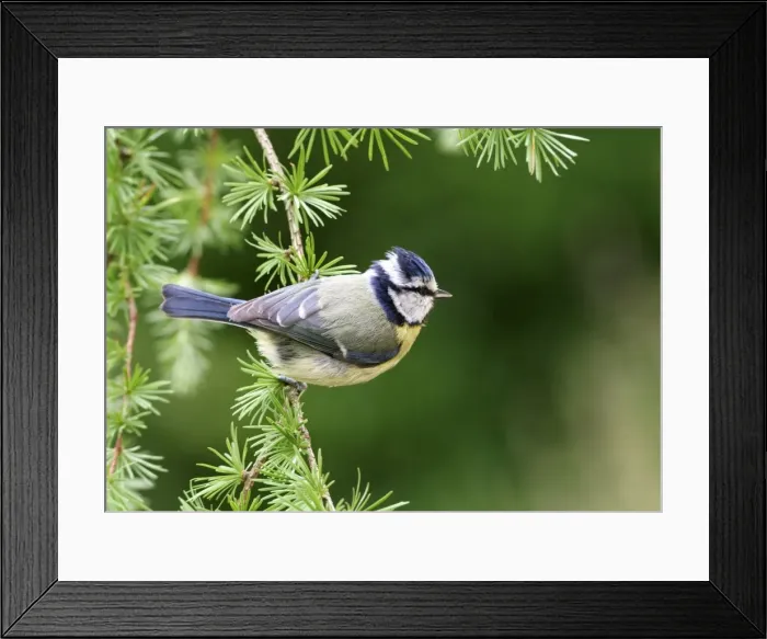 Framed Print : Blue Tit On spruce West Wales, UK Framed Print : Blue Tit On spruce West Wales, UK