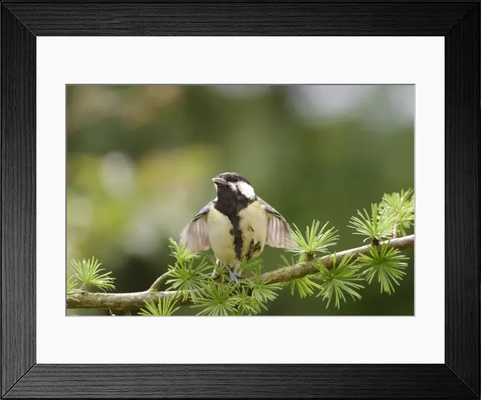 Framed Print : Great Tit Youngster begging, stretching wings On spruce West Wales, UK Framed Print : Great Tit Youngster begging, stretching wings On spruce West Wales, UK