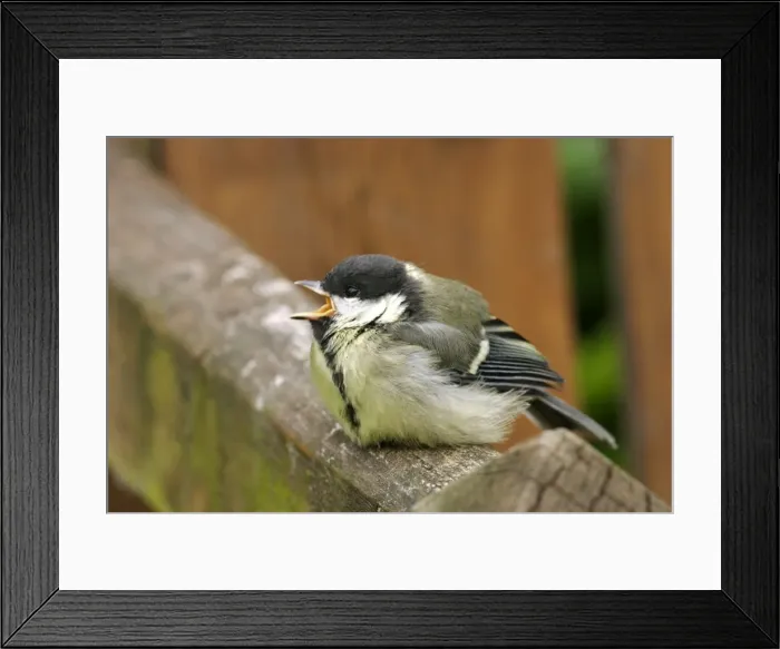 Framed Print : Great Tit Youngster, food begging West Wales, UK