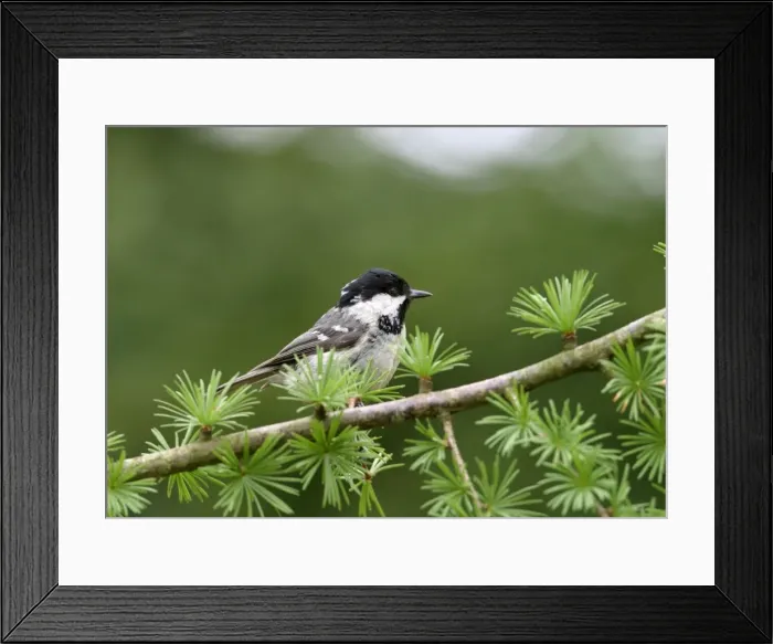 Framed Print : Coal Tit On spruce West Wales, UK Framed Print : Coal Tit On spruce West Wales, UK
