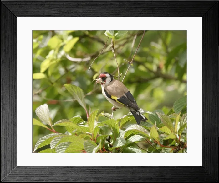 Framed Print : Goldfinch Gathering nest material West Wales, UK Framed Print : Goldfinch Gathering nest material West Wales, UK