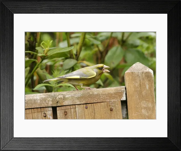 Framed Print : Greenfinch Male showing aggression West Wales, UK Framed Print : Greenfinch Male showing aggression West Wales, UK