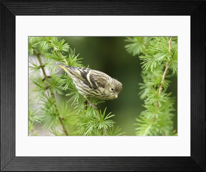 Framed Print : Siskin Female on spruce West Wales, UK Framed Print : Siskin Female on spruce West Wales, UK