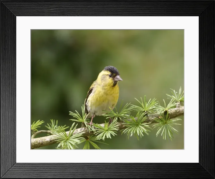 Framed Print : Siskin Male on spruce West Wales, UK Framed Print : Siskin Male on spruce West Wales, UK