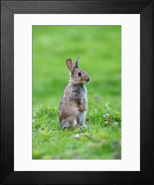 Framed Print : Rabbit Youngster on hind legs in meadow Bedfordshire, UK Framed Print : Rabbit Youngster on hind legs in meadow Bedfordshire, UK